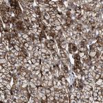 SLC47A1 Antibody in Immunohistochemistry (Paraffin) (IHC (P))