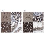 ECHS1 Antibody in Immunohistochemistry (IHC)