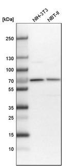 CDK5RAP3 Antibody in Western Blot (WB)