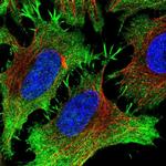 PITPNM3 Antibody in Immunocytochemistry (ICC/IF)