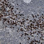 PRUNE2 Antibody in Immunohistochemistry (Paraffin) (IHC (P))