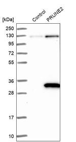 PRUNE2 Antibody in Western Blot (WB)