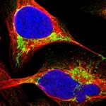 ECHS1 Antibody in Immunocytochemistry (ICC/IF)