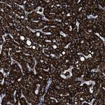 ECHS1 Antibody in Immunohistochemistry (IHC)