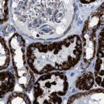 ECHS1 Antibody in Immunohistochemistry (IHC)