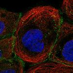 PGS1 Antibody in Immunocytochemistry (ICC/IF)