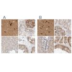 TOM1L2 Antibody in Immunohistochemistry (IHC)