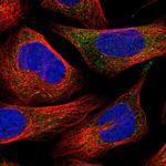 ITPA Antibody in Immunocytochemistry (ICC/IF)