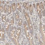 ITPA Antibody in Immunohistochemistry (Paraffin) (IHC (P))