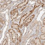 ITPA Antibody in Immunohistochemistry (Paraffin) (IHC (P))