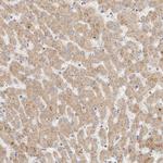 ITPA Antibody in Immunohistochemistry (Paraffin) (IHC (P))