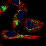 MRPL12 Antibody in Immunocytochemistry (ICC/IF)