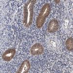 PFAS Antibody in Immunohistochemistry (IHC)