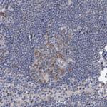 PFAS Antibody in Immunohistochemistry (IHC)