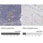 PFAS Antibody