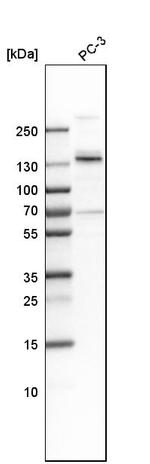 MPRIP Antibody in Western Blot (WB)