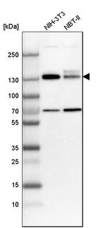 MPRIP Antibody in Western Blot (WB)