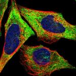 LLGL2 Antibody in Immunocytochemistry (ICC/IF)