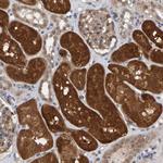 SCRN2 Antibody in Immunohistochemistry (Paraffin) (IHC (P))