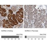 SCRN2 Antibody