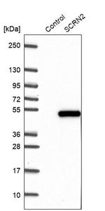 SCRN2 Antibody in Western Blot (WB)