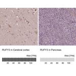 RIPX Antibody