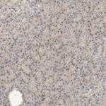 RNMTL1 Antibody in Immunohistochemistry (IHC)