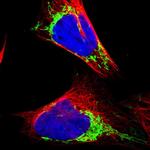 MRPL12 Antibody in Immunocytochemistry (ICC/IF)