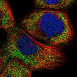 R3HCC1 Antibody in Immunocytochemistry (ICC/IF)