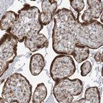 WWP1 Antibody in Immunohistochemistry (Paraffin) (IHC (P))