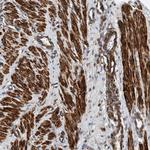 TMEM70 Antibody in Immunohistochemistry (Paraffin) (IHC (P))