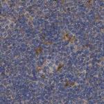 PNPO Antibody in Immunohistochemistry (IHC)