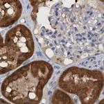 PNPO Antibody in Immunohistochemistry (IHC)