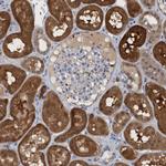 PNPO Antibody in Immunohistochemistry (IHC)