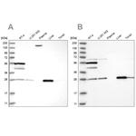 PNPO Antibody in Western Blot (WB)