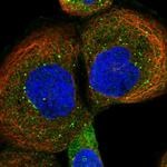 VBP1 Antibody in Immunocytochemistry (ICC/IF)