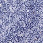 Arylsulfatase G Antibody in Immunohistochemistry (IHC)