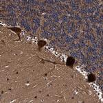 EFCAB13 Antibody in Immunohistochemistry (Paraffin) (IHC (P))