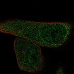 EFCAB13 Antibody in Immunocytochemistry (ICC/IF)