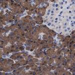 Arylsulfatase G Antibody in Immunohistochemistry (IHC)