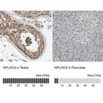 NPLOC4 Antibody