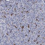 SLC28A3 Antibody in Immunohistochemistry (Paraffin) (IHC (P))