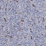 SLC28A3 Antibody in Immunohistochemistry (IHC)