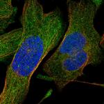 SHMT1 Antibody in Immunocytochemistry (ICC/IF)