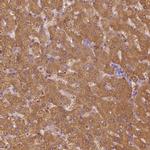 SHMT1 Antibody in Immunohistochemistry (Paraffin) (IHC (P))