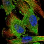 TSTA3 Antibody in Immunocytochemistry (ICC/IF)