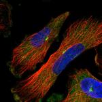 PCM1 Antibody in Immunocytochemistry (ICC/IF)