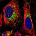 MRPL45 Antibody in Immunocytochemistry (ICC/IF)