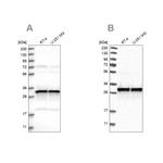 MRPL45 Antibody in Western Blot (WB)