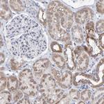 USP43 Antibody in Immunohistochemistry (Paraffin) (IHC (P))